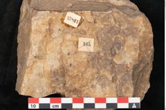 Foto (Detailansicht) von Rhacopteris elegans Ettingshausen (NHMW-GEO-2024-0188-10821)